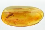 Detailed Fossil Wasp (Megalyridae) In Baltic Amber #296962-1